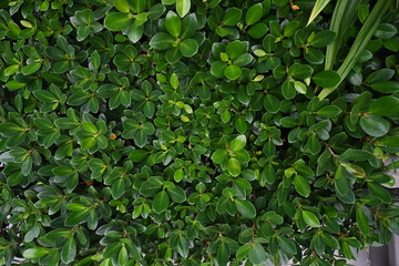 Ficus annulata dark green leaves, quite round, glossy leaves, smooth edges, popularly used to trim bushes into various shapes. Or used to make a fence, fence, wall of the house.(Ficus retusa L. Var). 