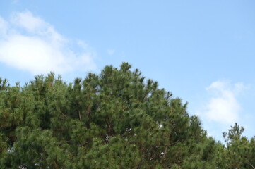 Fototapeta na wymiar Khasiya Pine Scientific name Pinus kesiya Royle ex Gordon on bright blue sky background. Classified as a medium to large perennial, the leaves are small, long, slender. into clusters, 3 per cluster, n