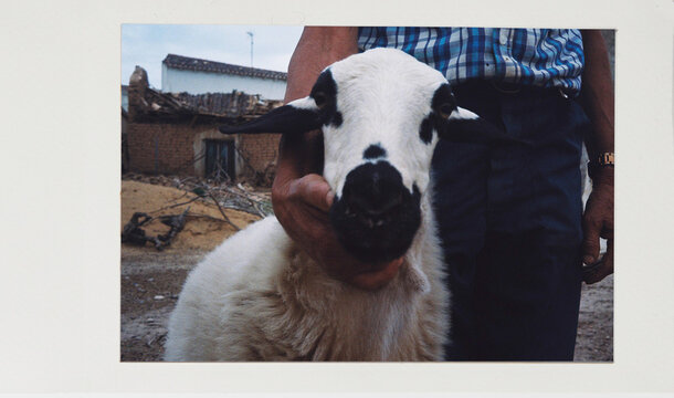 Analog photo of a old man holding his sheep