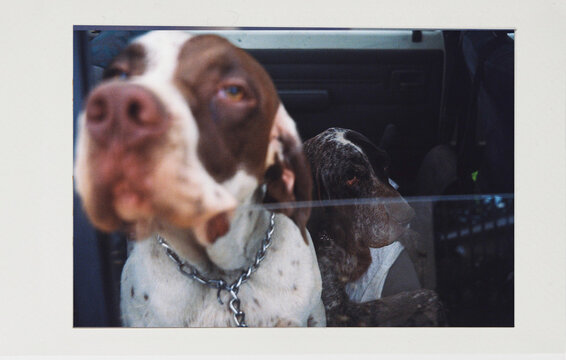 Analog photo of dogs approaching the camera