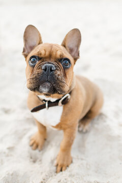 French bulldog with sandy muzzle