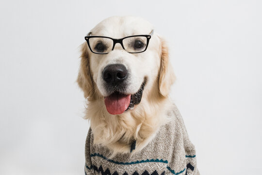 Golden retriever in sweater and glasses