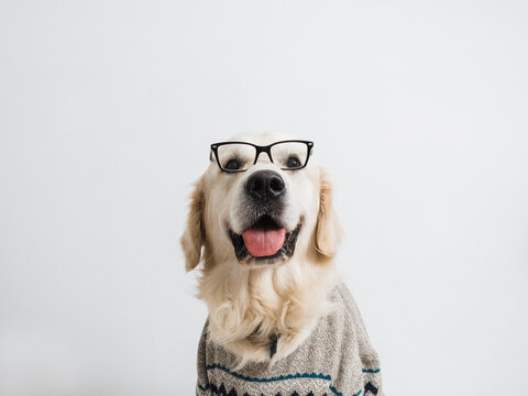 Golden retriever in sweater and glasses