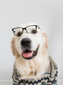 Golden retriever in sweater and glasses