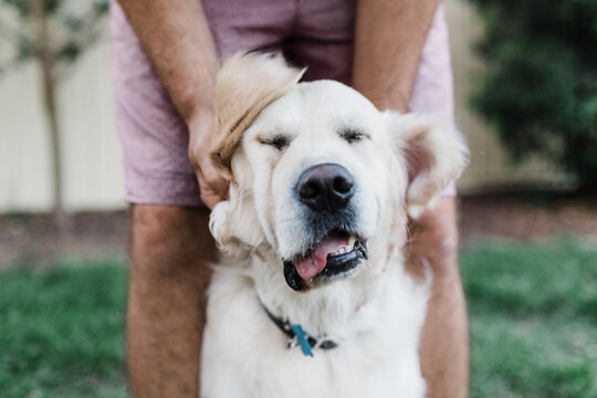 golden retriever ear rub