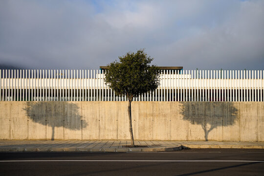 A Tree And Two Shadows Of Trees.