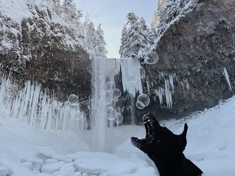 dog bites bubble at the waterfall