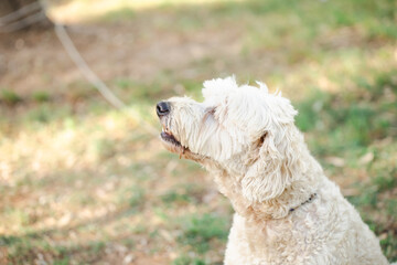 Happy white golden doodle dog side profile view