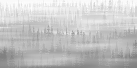 Coniferous forest in the morning fog, black and white landscape	