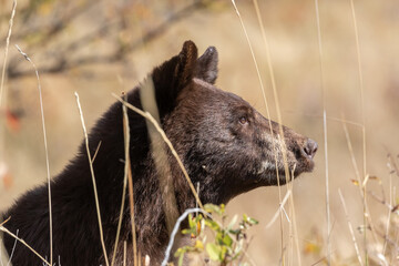 alert black bear in brown phase