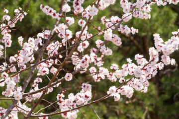 Spring flowers sprouting texture background.