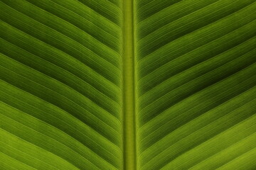 Banana green leaf closeup 