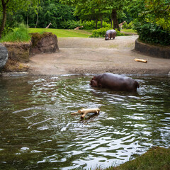 Hippos in Seattle Woodland Park Zoo.