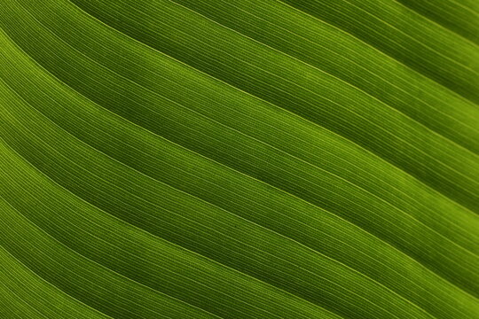 Banana green leaf closeup 