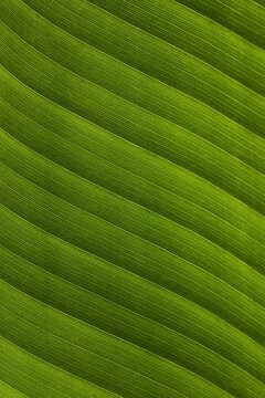 Banana green leaf closeup 