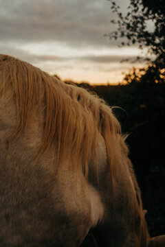 Close-up of the forelock of a white horse