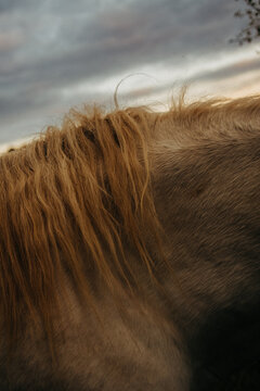 Close-up of the forelock of a white horse