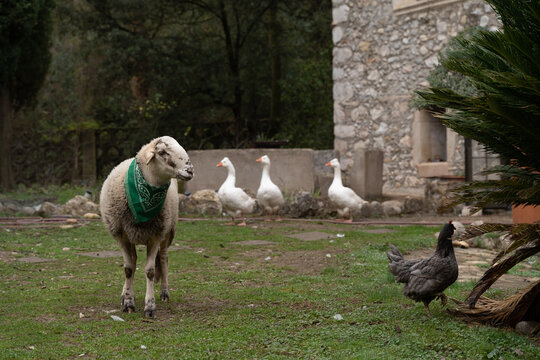 Portrait of sheep and three gees in rural farm