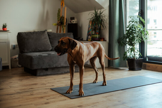 A dog standing on a practicing mat