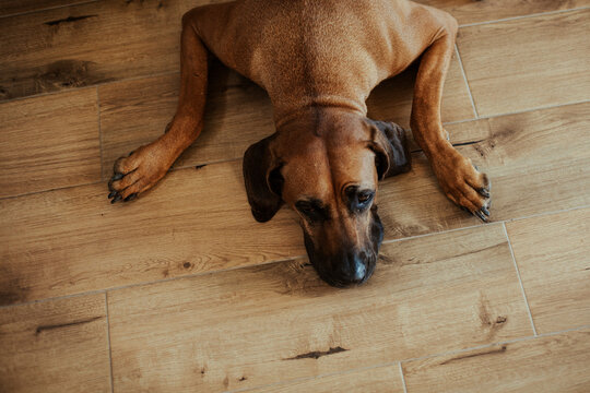 Rhodesian ridgeback cooling by laying on the ground