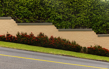Background of Hedge wall landscaping 