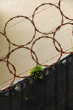 Vertical Razor Barbed Wire Circles on Security Fence