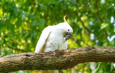 A sulphur crested cockatoo perched on a branch holding its beak in its claw