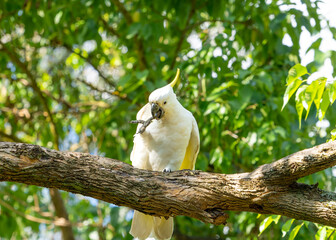 A sulphur crested cockatoo with its toe in its beak