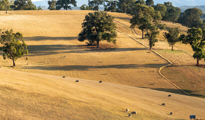 Obraz premium Dry sheep paddock at sunrise in summer