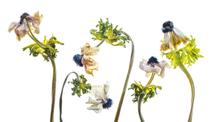 group of aging ranunculus
