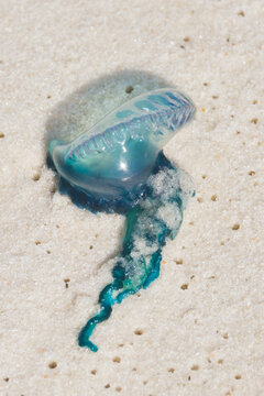  Portuguese Man O' War