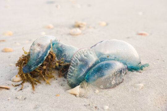 Pile of Portuguese Man o War