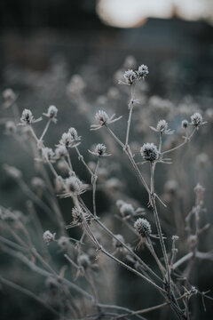 Frosty Flower Heads
