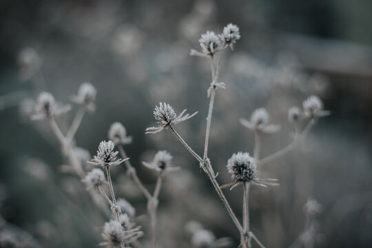 Frosty Flower Heads