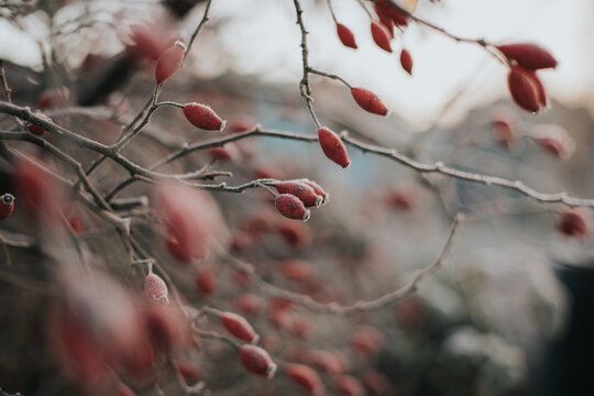 Frozen Rosehips