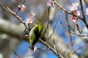 Wild "Warbling white-eye" bird and the white flower plum tree photograph taken under the sunny day in spring season. 晴天の日、春の到来を告げる白梅と吸蜜中のメジロの可憐な容姿を望遠マクロレンズで撮影した写真。