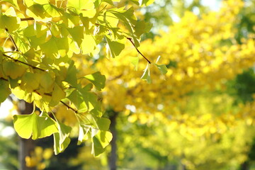 秋のイチョウ並木