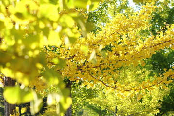 秋のイチョウ並木