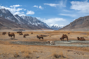 Fototapeta na wymiar camels herd graze steppe mountains spring