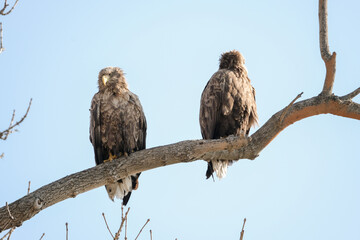 white tail eagle