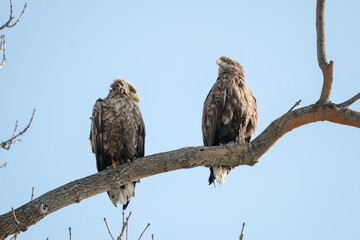 white tail eagle