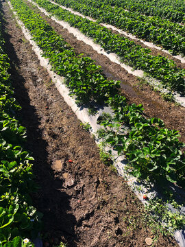 Strawberry plantation