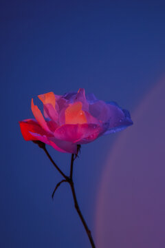 shiny flower
