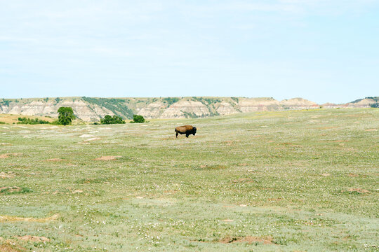 Dakota Bison