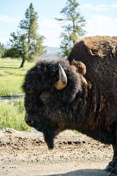Bison