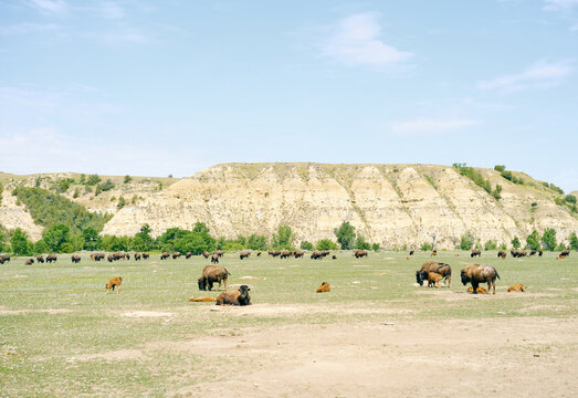 bison herd North Dakota