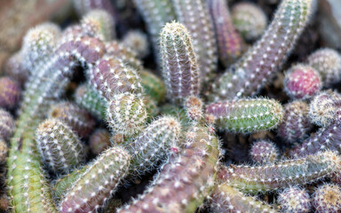 Peanut cactus clump closeup view