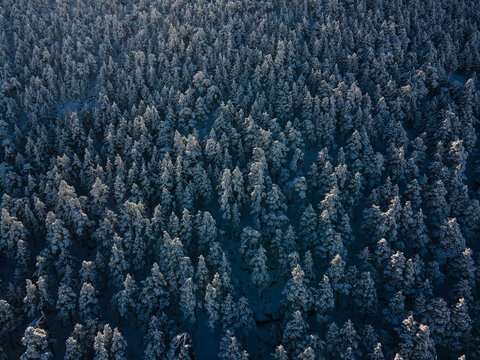 Seamless winter trees pattern.