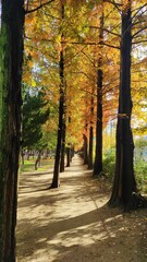 The park in autumn in Korea.