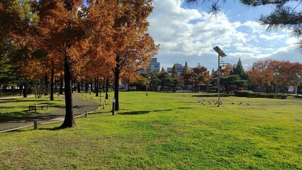 Obraz premium The park in autumn in Korea.